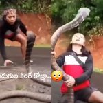 20 Feet King Cobra Caught: 20 అడుగుల కింగ్ కోబ్రా.. పట్టుకోబోయిన అమ్మాయి పైకి ఎలా ఎగబడిందో చూడండి!