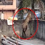 Viral Video: ఒళ్లు గగుర్లు పొడిచే వీడియో.. ఇంట్లోకి దూసుకొచ్చి ఐదుగురిపై దాడి చేసిన చిరుత
