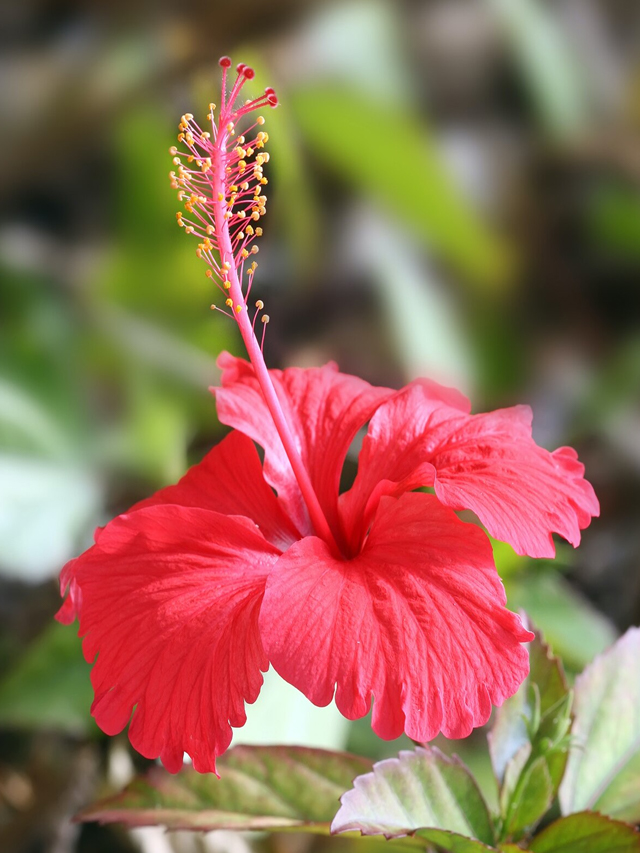 Hibiscus Benefits : ఆరోగ్యాల మందారం.. బెనిఫిట్స్ తెలుసా ?
