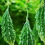 Bitter Gourd: కాకరకాయ చేదుగా ఉందని తినట్లేదా.. ఈ టిప్స్ పాటిస్తే చేదు ఇట్టే మాయం అవుతుంది