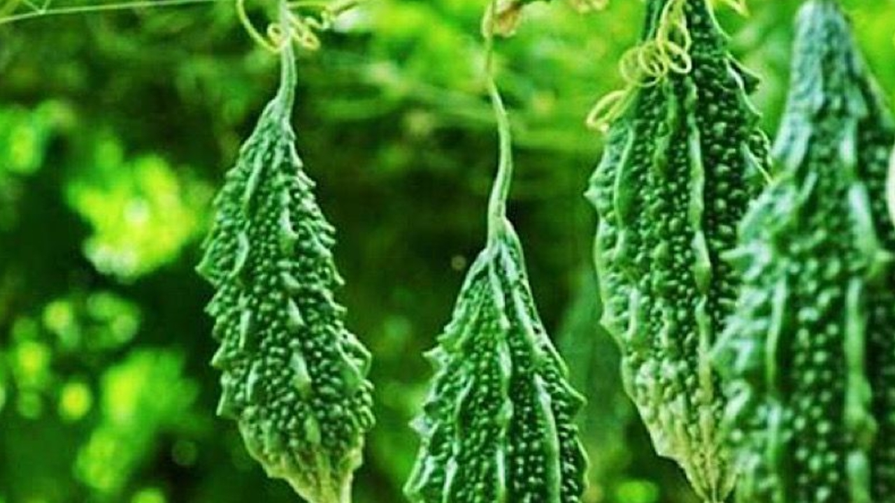 Auspicious Dreams: కలలో ఈ 5 వస్తువులు కనిపిస్తే.. మీకు ఇక తిరుగుండదు..?