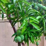 Vastu Tips for Plants: ఇంటి బయట మామిడి చెట్టు నాటడం శుభమా..? అశుభమా..?