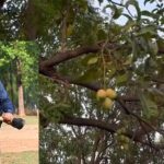 Mango Fruits Grows on Neem Tree: మంత్రి బంగ్లాలో విడ్డూరం.. వేప చెట్టుకు కాస్తున్న మామిడి పండ్లు..!