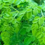 Superfood Moringa: మునగ ఆకులతో 5 అదిరిపోయే ప్రయోజనాలు తెలుసా..?