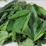 Sorrel Leaves for Health Health: మీ గుండెను పది కాలాల పాటు పచ్చగా ఉంచే గోంగూర ఆకులు.. నమ్మట్లేదా..? అయితే ఒకసారి ఇది చూడండి!