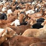 The Sheep distribution Scam: గొర్రెల పంపిణీ అక్రమాల కేసులో మరో ఇద్దరు అరెస్ట్
