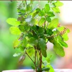 Tulsi ke Upay: తులసి మొక్కకు సంబంధించి ఈ జాగ్రత్తలు తీసుకుంటే.. అన్నీ శుభాలే జరుగుతాయట!