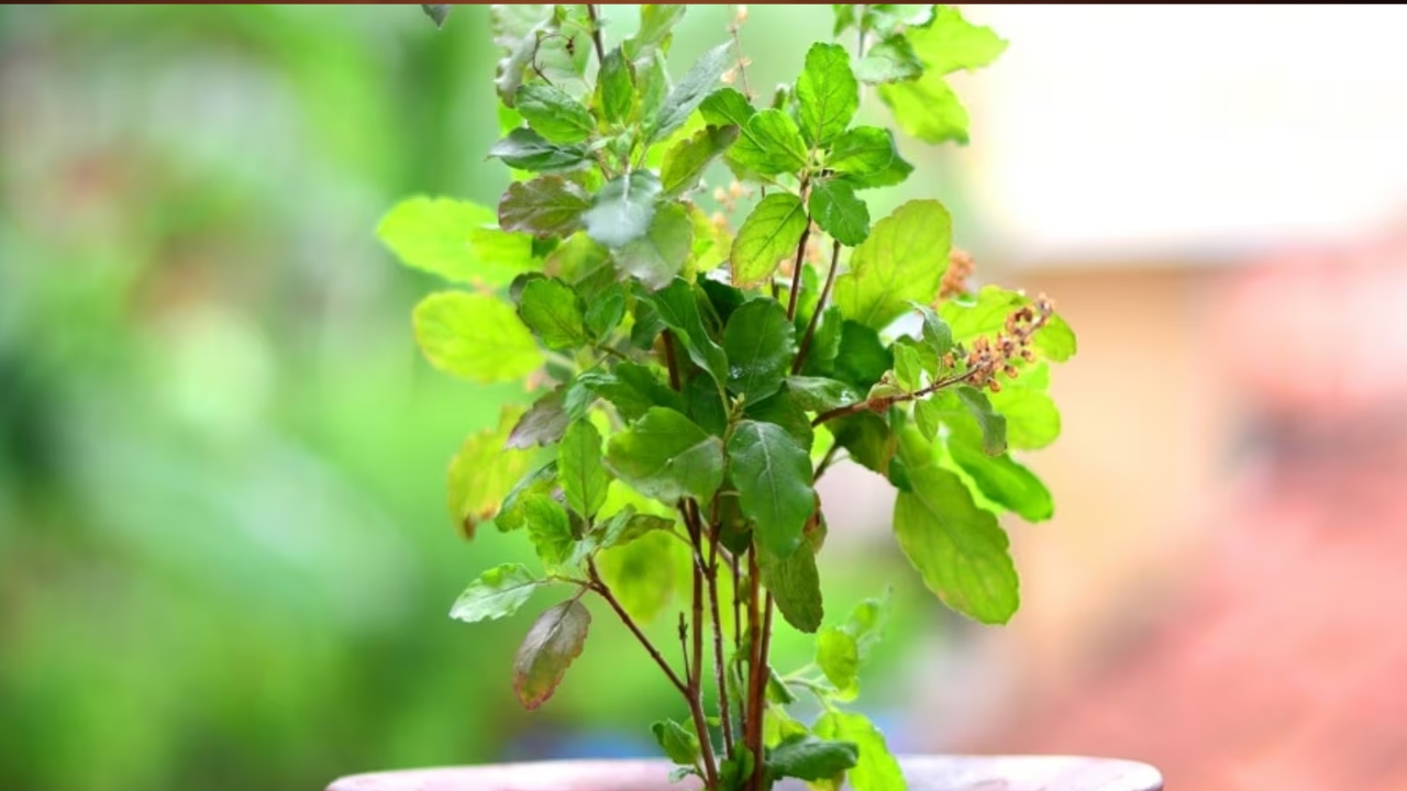 Tulsi ke Upay: తులసి మొక్కకు సంబంధించి ఈ జాగ్రత్తలు తీసుకుంటే.. అన్నీ శుభాలే జరుగుతాయట!