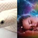 Snake Dream Meaning: కలలో రంగురంగుల పాములు కనిపిస్తున్నాయా.. వాటికి అర్థం ఏంటో తెలుసా..?