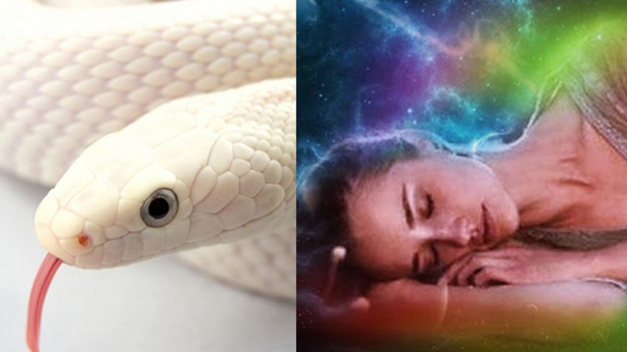 Snake Dream Meaning: కలలో రంగురంగుల పాములు కనిపిస్తున్నాయా.. వాటికి అర్థం ఏంటో తెలుసా..?