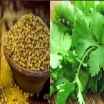 Coriander Tea: కొత్తిమీర టీ ఎప్పుడైనా తాగారా.. పరిగడుపున తాగితే ఎన్ని ప్రయోజనాలో తెలుసా..?