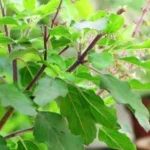 Tulasi Leaves Benefits: తులసి నీళ్లతో అందం, ఆరోగ్యం.. ఇంకా మరెన్నో ప్రయోజనాలు!