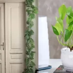 Money Plant Vastu Tips: మనీ ప్లాంట్ విషయంలో ఈ తప్పులు అస్సలు చేయకండి.. లేదంటే రోజురోజుకు..!