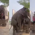 Disciplined Elephant: ఒక్కసారి ఈ ఏనుగుల డిసిప్లైన్ చూడండి బ్రో.. ఫిదా అవుతారు!