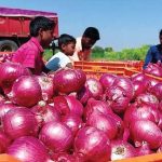 Onion Export: ఉల్లి ఎగుమతిపై నిషేధాన్ని ఎత్తివేసిన ప్రభుత్వం..  ధరలు పెరుగుతాయా..? తగ్గుతాయా..?