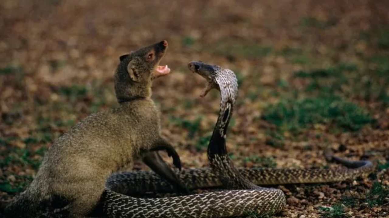 Cobra - Mongoose Fighting: పాము - ముంగీసుల పోరాటం.. ఎవరిదీ పై చెయ్!