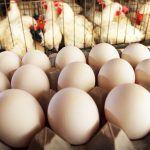 Chicken Price Hike: కొండెక్కిన కోడి.. భారమైన గుడ్డు..?