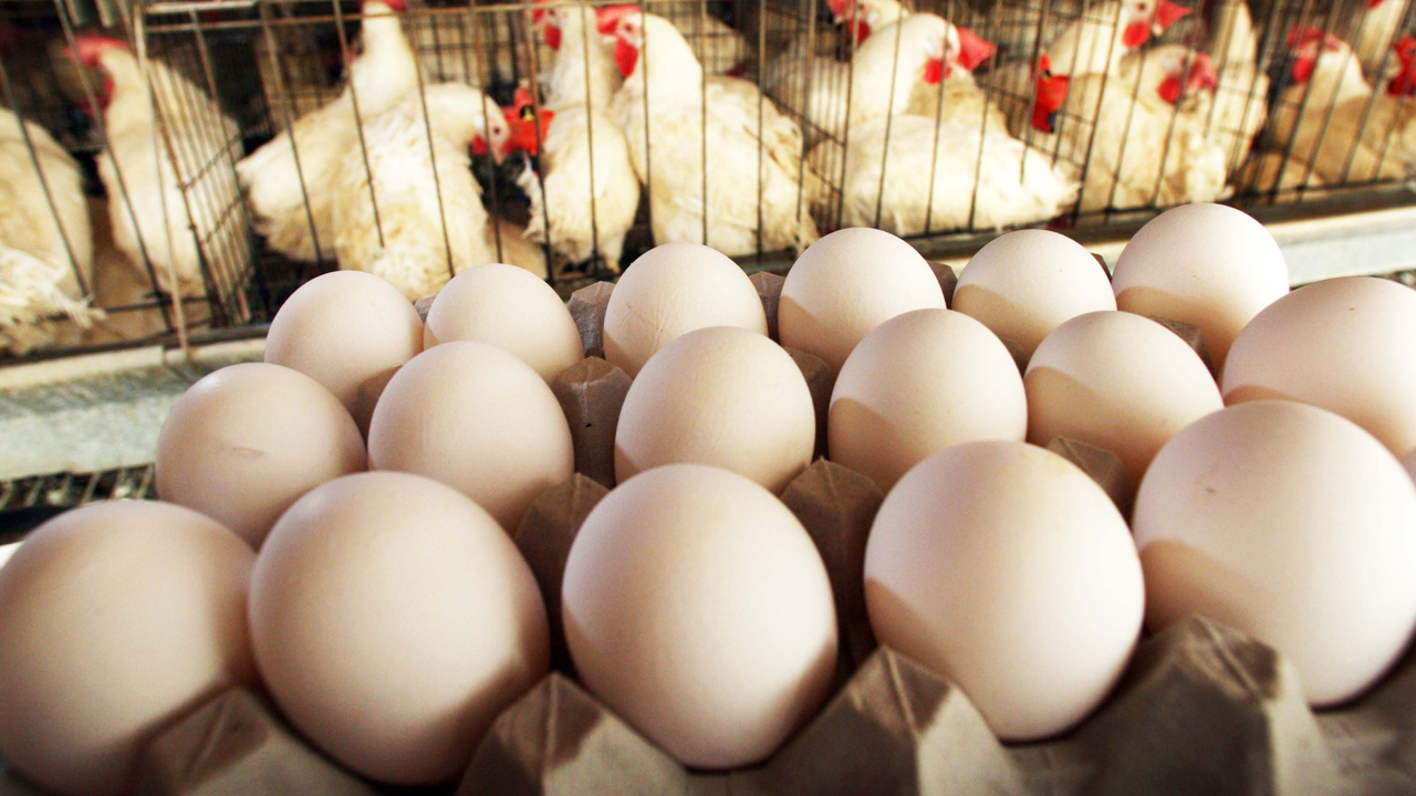 Chicken Price Hike: కొండెక్కిన కోడి.. భారమైన గుడ్డు..?