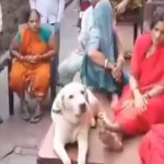 4 Died in UP: విషాదం.. సెప్టిక్ ట్యాంక్‌ క్లీన్ చేస్తూ నలుగురు మృతి!