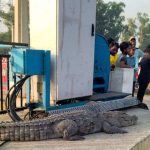Crocodile on UP Roads: ఉత్తర్ ప్రదేశ్ రోడ్డుపై దర్శనమిచ్చిన 10 అడుగుల మొసలి.. చూసేందుకు భారీగా వచ్చిన జనం!