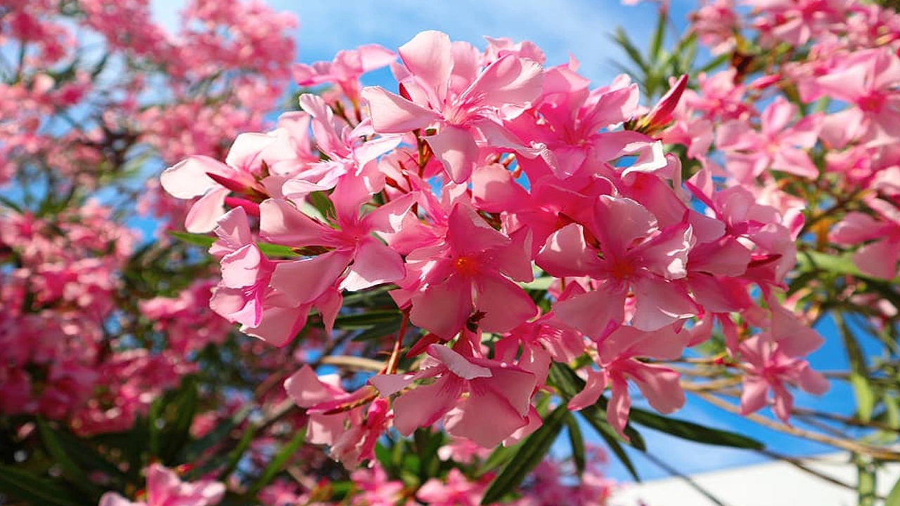 Oleander Flowers Ban: ఆలయాల్లో ఎర్రగన్నేరు పూలపై నిషేధం.. ఎందుకంటే..?