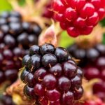 Boysenberry Benefits: ఈ బెర్రీని ఎప్పుడైనా ట్రై చేశారా..? అస్సలు నమ్మలేని ఆరోగ్య ప్రయోజనాలు ఇస్తుంది