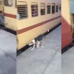 Dog Viral Video: వైరల్ అవుతున్న కుక్క వీడియో.. చూస్తే ఆశ్చర్యపోతారు!