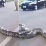 Snake Viral Video: ఓ మై గాడ్.. రోడ్డుకు అడ్డంగా ఎంత పెద్ద పామో..!