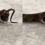 Snake Viral Video: మూడు పాములను మింగిన కోబ్రా.. మింగలేక కక్కలేక.. షాకింగ్ వీడియో!