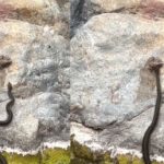 Snake Attack Frog: అరే పెద్ద సమస్యే ఇది.. రెండు కప్పులు కలిసి.. అటాక్ చేసిన పాము!