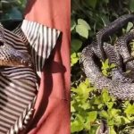Snake Inside of Man Shirt: ఓరి దేవుడో.. చోటు లేనట్టు వ్యక్తి చొక్కాలో దూరిన పాము.. చివరకు దారుణంగా.. వైరల్ వీడియో!
